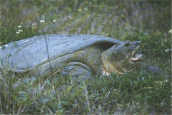 ����ʲô���� ��ˮ�������Ľ���