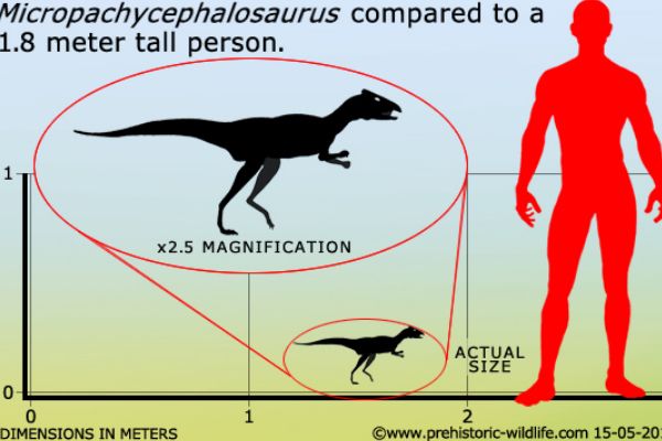 ΢��ͷ����ʲô���� ����С��ֲʳ�Կ�����һ��