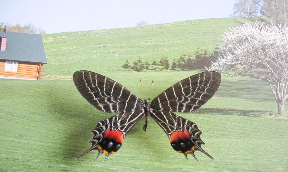 ȫ����ϡ�еĺ���Ʒ��ͼƬ õ��ˮ���۵����ҹ���Ʒ