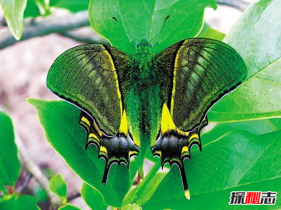 ȫ����ϡ�еĺ���Ʒ��ͼƬ õ��ˮ���۵����ҹ���Ʒ