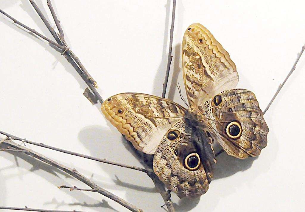 ȫ����ϡ�еĺ���Ʒ��ͼƬ õ��ˮ���۵����ҹ���Ʒ