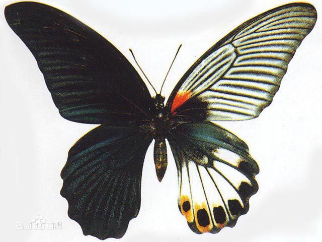 ȫ����ϡ�еĺ���Ʒ��ͼƬ õ��ˮ���۵����ҹ���Ʒ