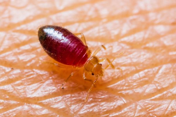 ��Ѫ������ʲô���� ��Ѫ������ô�������