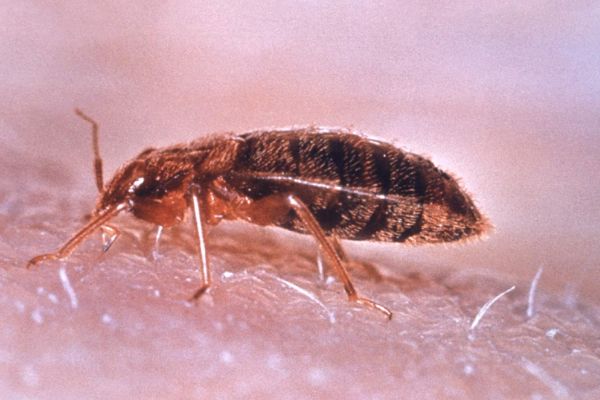 ��Ѫ������ʲô���� ��Ѫ������ô�������