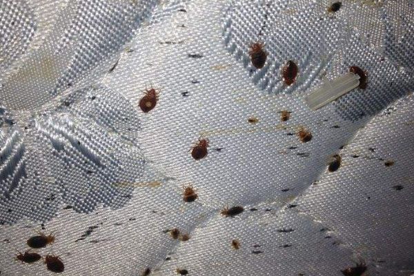 ��Ѫ������ʲô���� ��Ѫ������ô�������