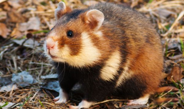 ��������Ҫע��Щʲô �������������ű�֪