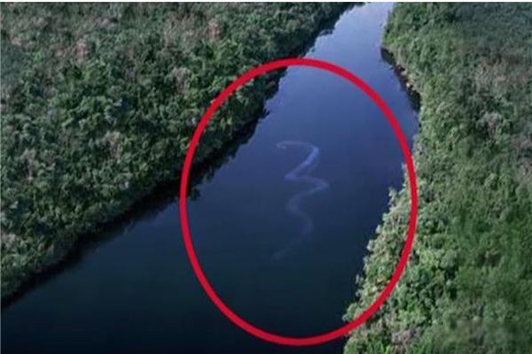 最大的蛇是什么蛇和图片? 世界上最大的蛇一口可以把人吃掉