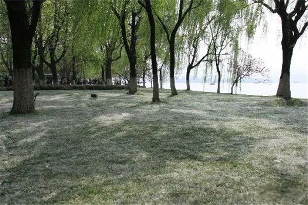 柳絮开始飘是什么季节 集中在每年的4月和5月