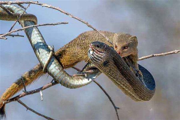 蛇的天敌与克星是什么动物 蜜獾是一只非常厉害的捕蛇能手