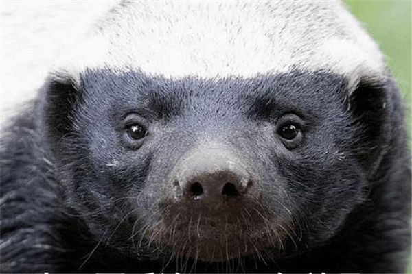 蛇的天敌与克星是什么动物 蜜獾是一只非常厉害的捕蛇能手