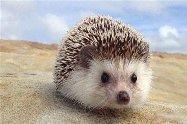 蛇的天敌与克星是什么动物 蜜獾是一只非常厉害的捕蛇能手