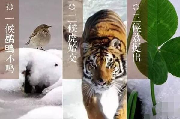 ��ѩ������ʲô��˼ ��ѩ�������ص�ͷ���