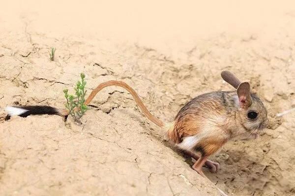 ��ֺ������ʲô���� ��ֺ���󼸼���������