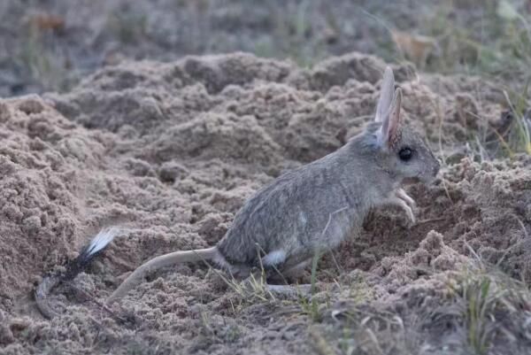 ��ֺ������ʲô���� ��ֺ���󼸼���������