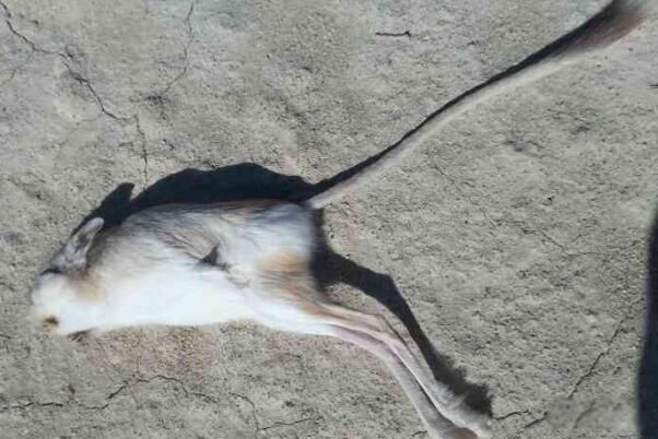 ��ֺ������ʲô���� ��ֺ���󼸼���������