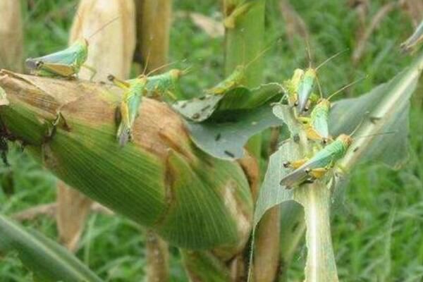 ����ʱ�ȳ��ܳ���?�ж��� ����ʱ�ȳ�Զ�����?��ĳ�����