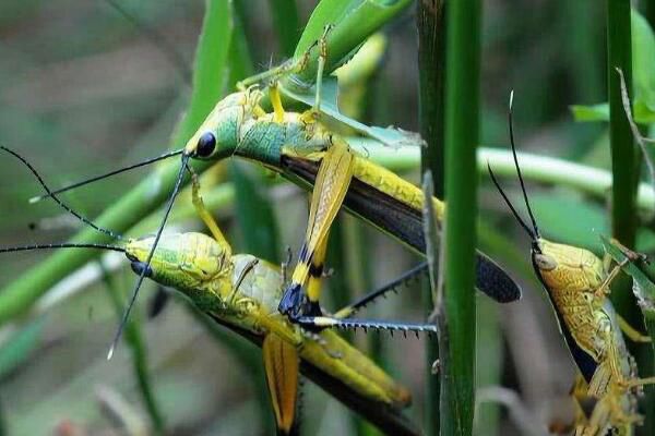 ����ʱ�ȳ��ܳ���?�ж��� ����ʱ�ȳ�Զ�����?��ĳ�����