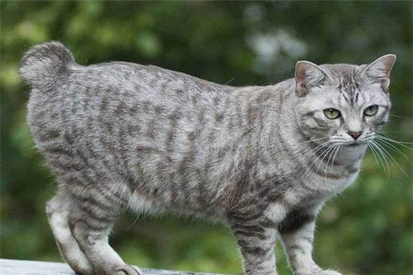 ��βè��ʲôƷ�� ��βè���ص����