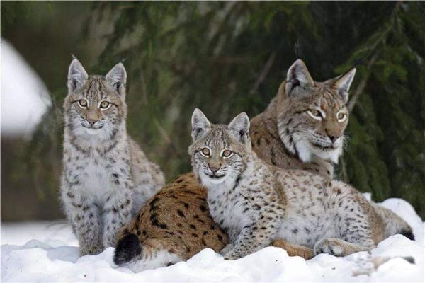 ��βè��ʲôƷ�� ��βè���ص����