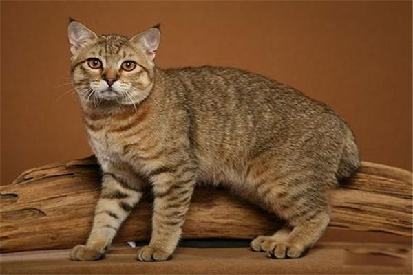 ��βè��ʲôƷ�� ��βè���ص����