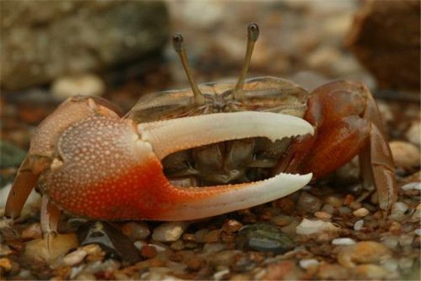 �г�з��ʲô���� �г�з�ǻ��ɫ��(�˱���ɫ)