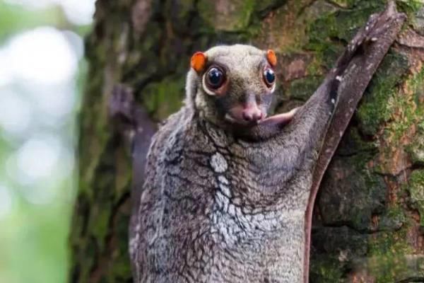 è���ӳ�ʲô��ͼƬ è������ʲô��˼