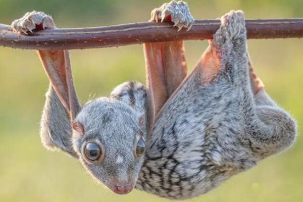 è���ӳ�ʲô��ͼƬ è������ʲô��˼