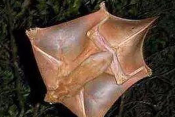 è���ӳ�ʲô��ͼƬ è������ʲô��˼