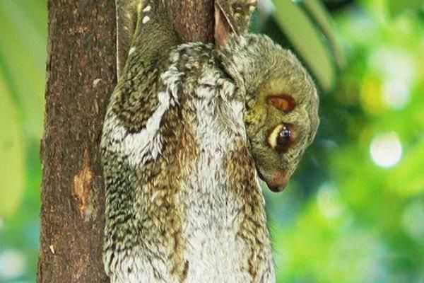 è���ӳ�ʲô��ͼƬ è������ʲô��˼