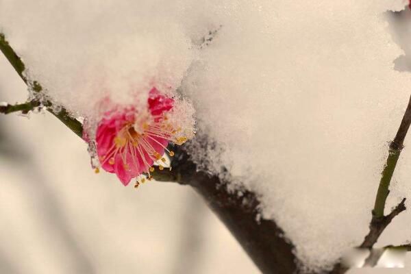 ����������ʲô��˼���� �������׳�������