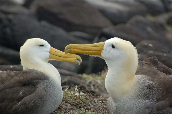 Ư�������̵���չ��Ŷ����� Ư������������������