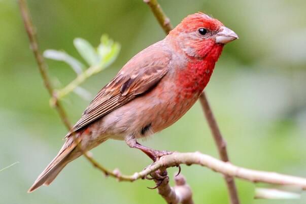 ��ͨ��ȸ�����ϼ�� ����ϰ����ʲô����