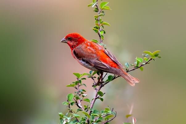 ��ͨ��ȸ�����ϼ�� ����ϰ����ʲô����