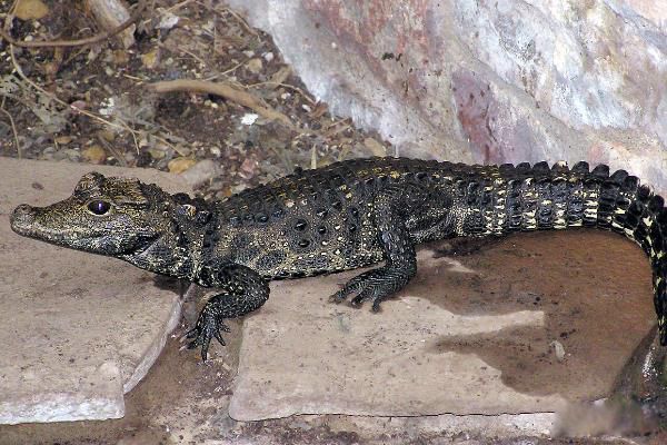 ����٪������ͼƬ��ʲô�� �ɲ����Լ���?�������Ǯһֻ