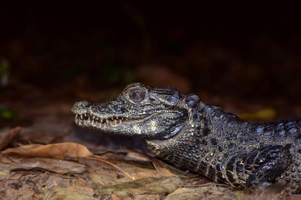 ����٪������ͼƬ��ʲô�� �ɲ����Լ���?�������Ǯһֻ