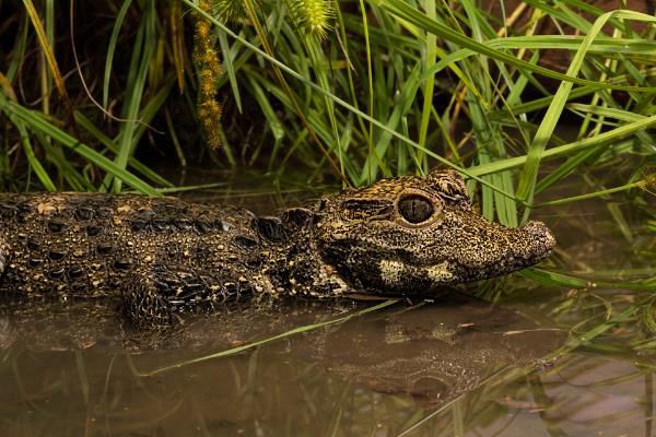 ����٪������ͼƬ��ʲô�� �ɲ����Լ���?�������Ǯһֻ