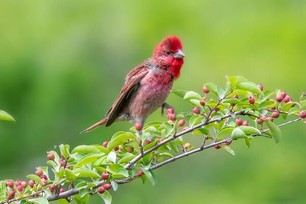 ��ͨ��ȸ�����ϼ�� ����ϰ����ʲô����