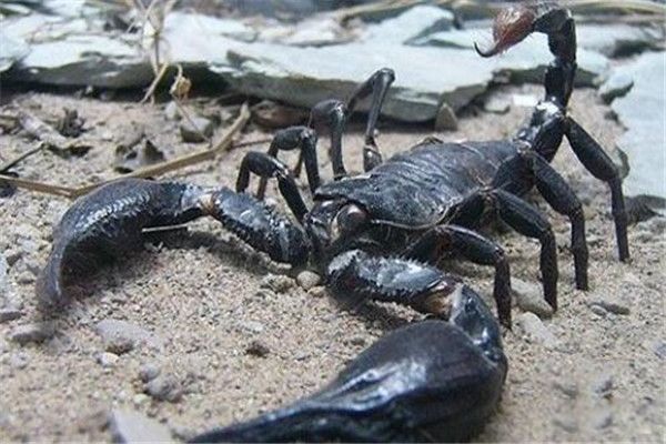 ����Ы��ʲô���� ����Ы�Ǳ���������