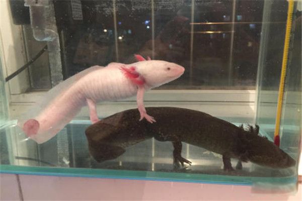 ���涯�����а�ǰʮ�� ӡ���������涯���������ܷ���Ӥ������