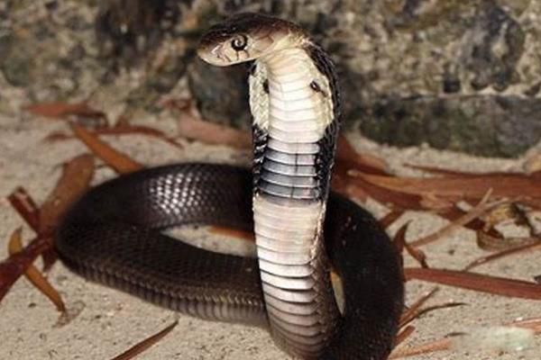 �л��۾�������ϰ��ͼƬ �л��۾��߼�����������