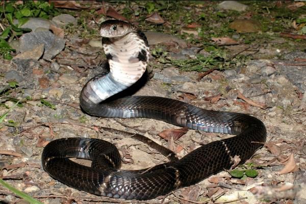 �л��۾�������ϰ��ͼƬ �л��۾��߼�����������