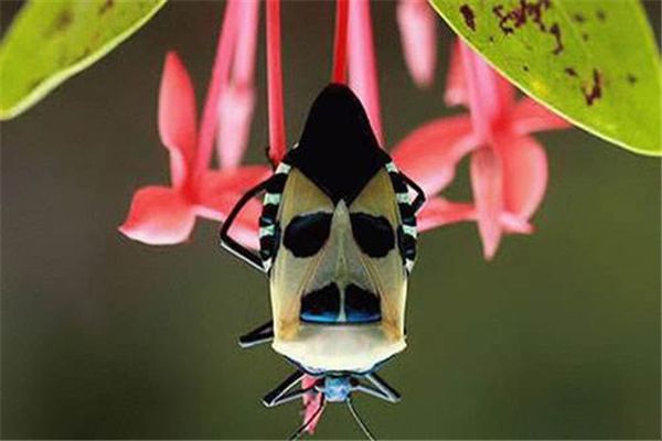 ���涯�����а�ǰʮ�� ӡ���������涯���������ܷ���Ӥ������