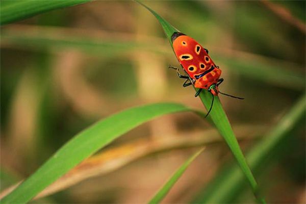 ���涯�����а�ǰʮ�� ӡ���������涯���������ܷ���Ӥ������