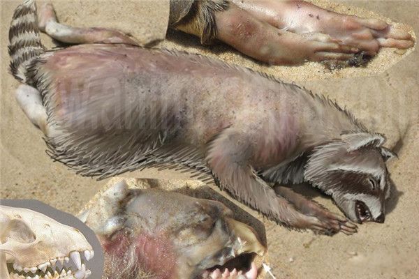 ���Կ˹�����ʲô���� ���Կ˹�������ô�����ֵ�