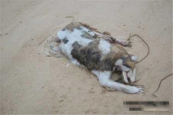 ���Կ˹�����ʲô���� ���Կ˹�������ô�����ֵ�