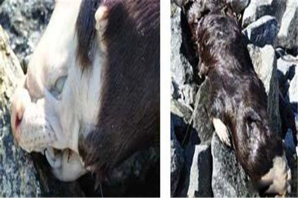 ���Կ˹�����ʲô���� ���Կ˹�������ô�����ֵ�