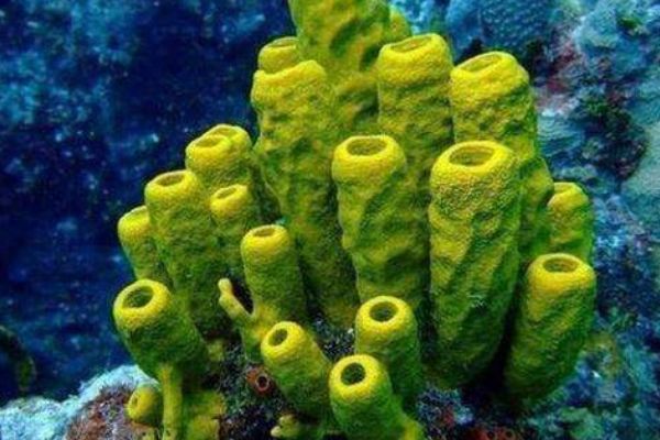 ������Ķ������ĸ����� ������Ķ���ǰʮ����