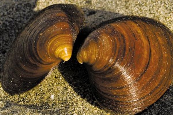 ������Ķ������ĸ����� ������Ķ���ǰʮ����