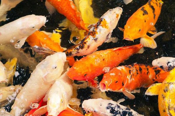 ������Ķ������ĸ����� ������Ķ���ǰʮ����