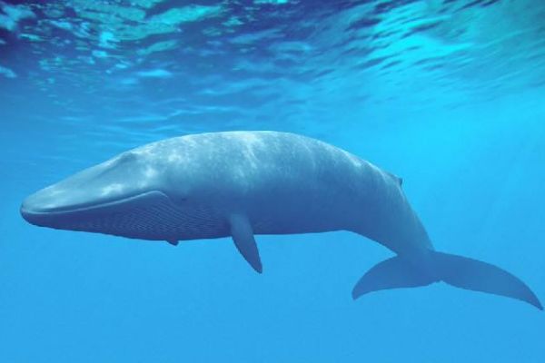 ������Ķ������ĸ����� ������Ķ���ǰʮ����